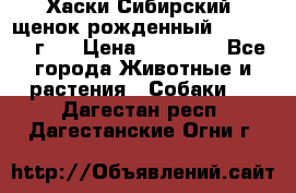 Хаски Сибирский (щенок рожденный 20.03.2017г.) › Цена ­ 25 000 - Все города Животные и растения » Собаки   . Дагестан респ.,Дагестанские Огни г.